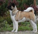 DSC_0861 kopie2.jpg
